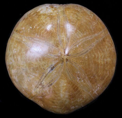 Polished Fossil Sand Dollar - Jurassic #31093